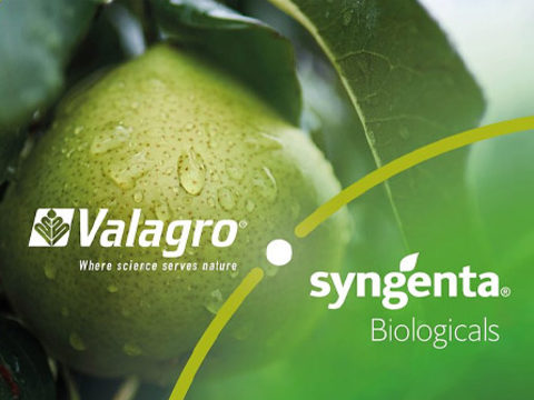 Syngenta biologicals