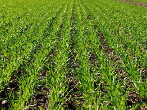 Moddus spring plants barley field