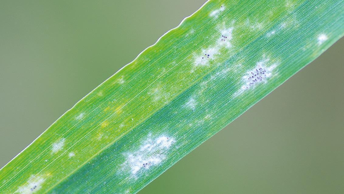 Erysiphe graminis, kõrreliste jahukaste