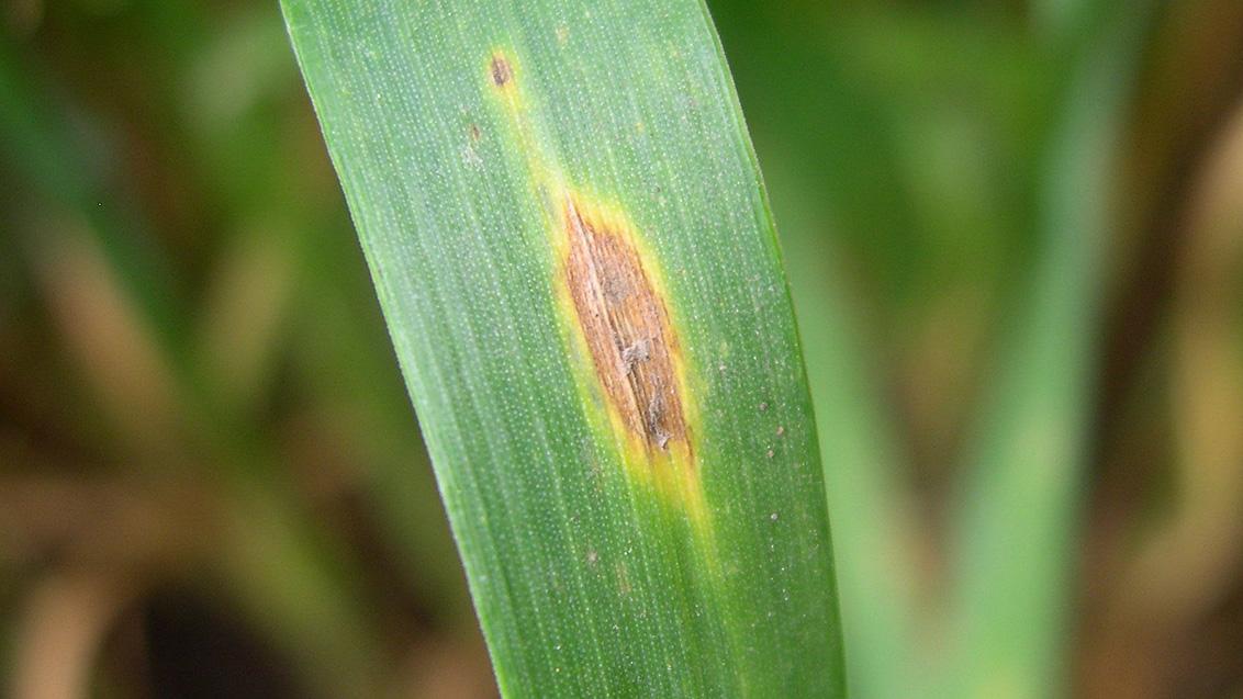 Septoria tritici