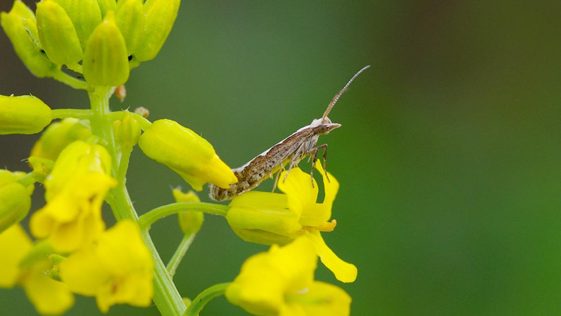 Kapsakoi vastne