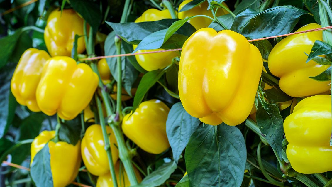 Paprika