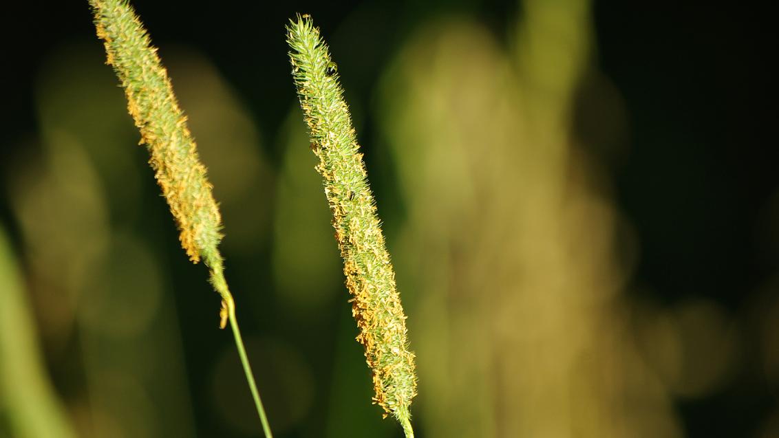 Timut, grasses
