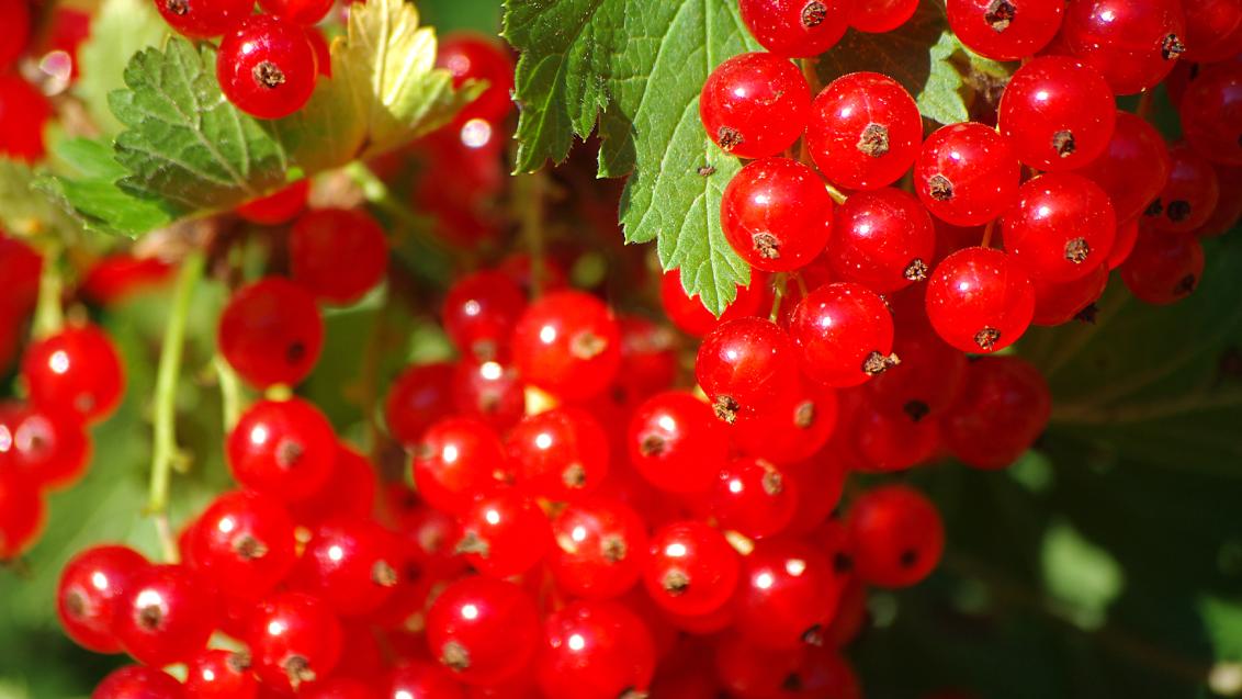 Punane sõstar, red currant