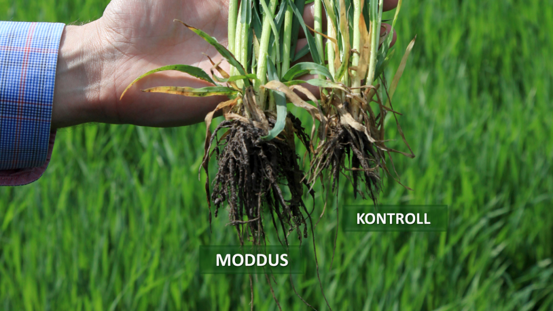 Moddus effect on roots 2