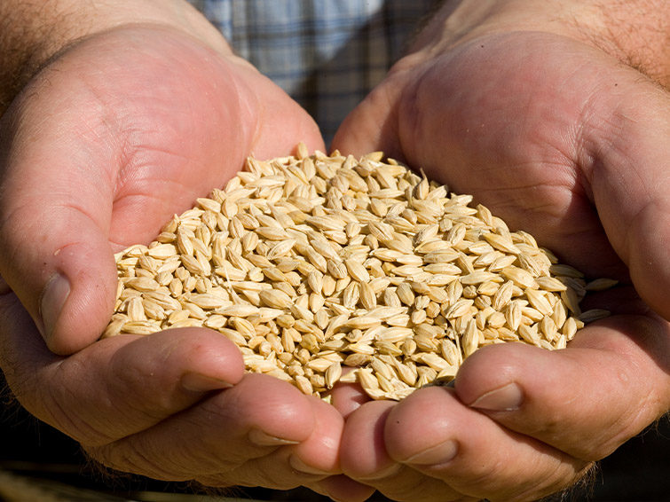 Barley seed