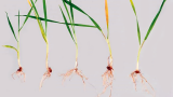 Risoktonioos, tõusmepõletik. Foto: Syngenta