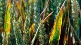 Kõrreliste helelaiksus. Foto: Syngenta Bulgaaria