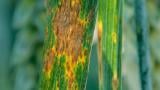Kõrreliste helelaiksus. Foto: Syngenta