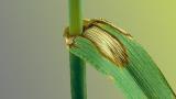 Äärislaiksus. Foto: Syngenta