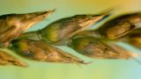 Helelaiksus viljapeal. Foto: Syngenta Polska