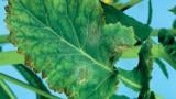 Tsülindrosporioos. Foto: Syngenta