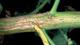 Tsülindrosporioos. Foto: Syngenta