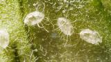 Kasvuhoonekarilane, pupaariumid. Foto: Syngenta