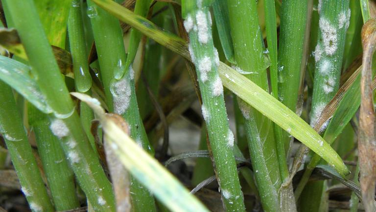 Kõrreliste jahukaste. Foto: Syngenta
