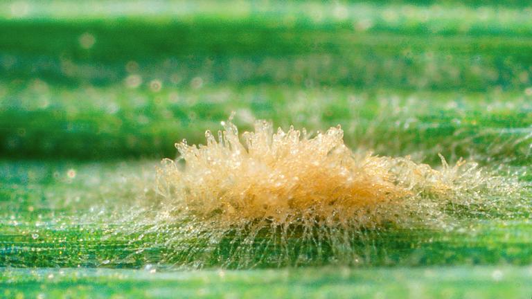 Kõrreliste jahukaste. Foto: Syngenta