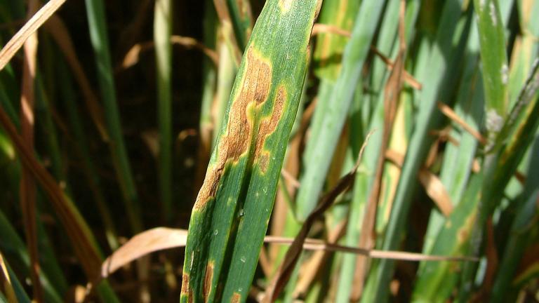 Kõrreliste helelaiksus. Foto: Syngenta