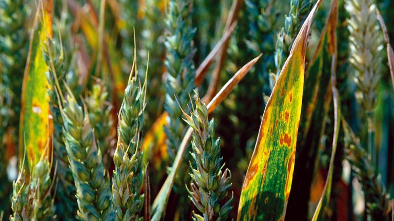 Kõrreliste helelaiksus. Foto: Syngenta Bulgaaria