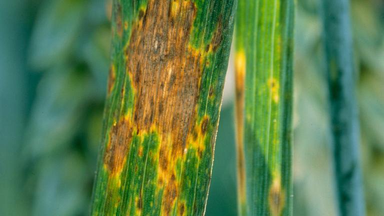 Kõrreliste helelaiksus. Foto: Syngenta