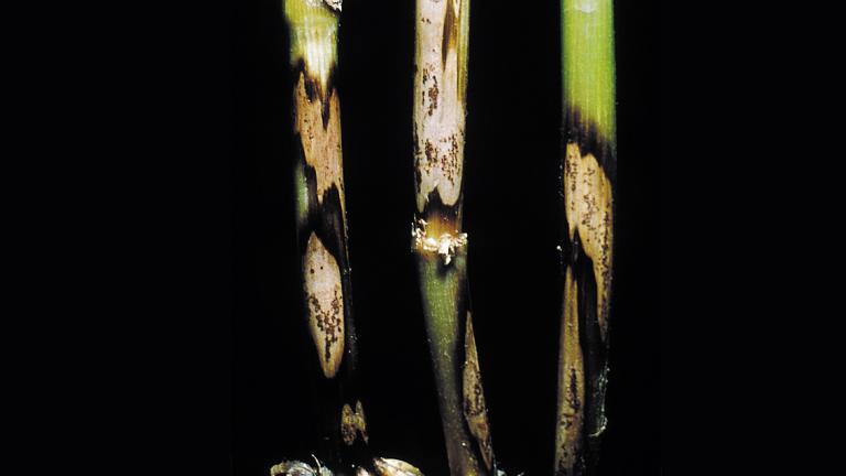 Kõrreliste silmlaiksus. Foto: Syngenta