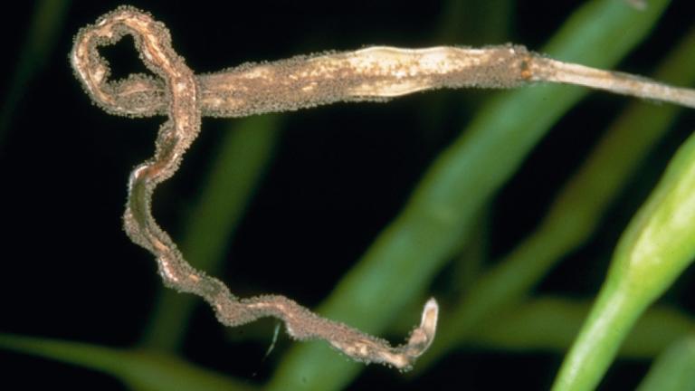 Hahkhallitus rapsil. Foto: Syngenta