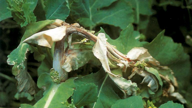 Hahkhallitus rapsil. Foto: Syngenta