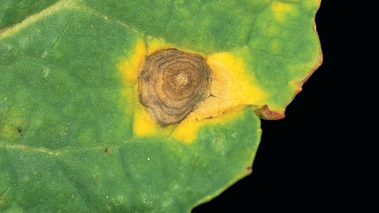 Ristõieliste kuivlaiksus. Foto: Syngenta