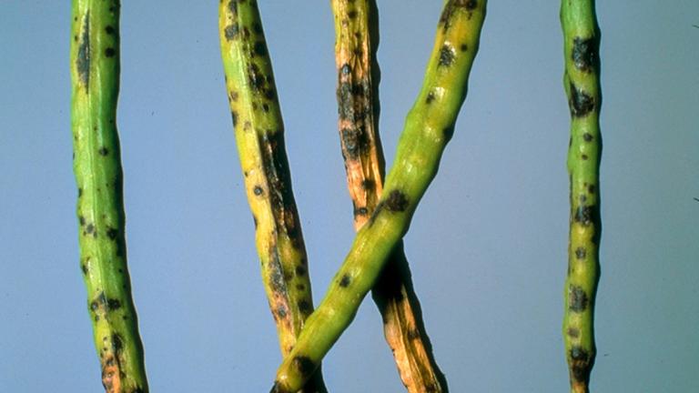 Ristõieliste kuivlaiksus. Foto: Syngenta
