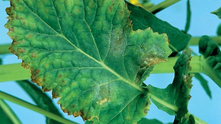 Tsülindrosporioos. Foto: Syngenta