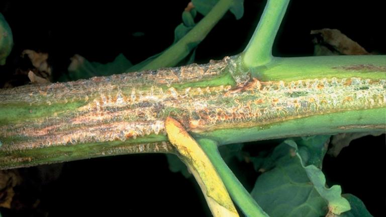 Tsülindrosporioos. Foto: Syngenta