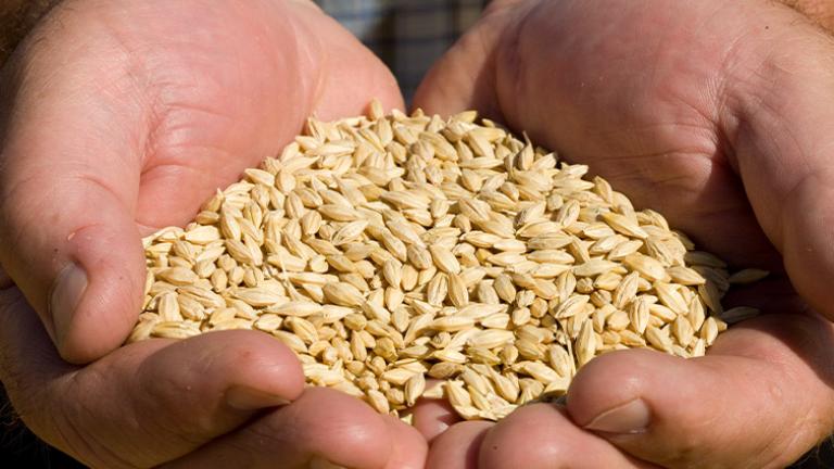 Barley seed