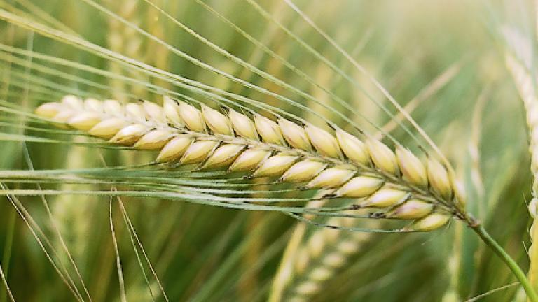 Barley
