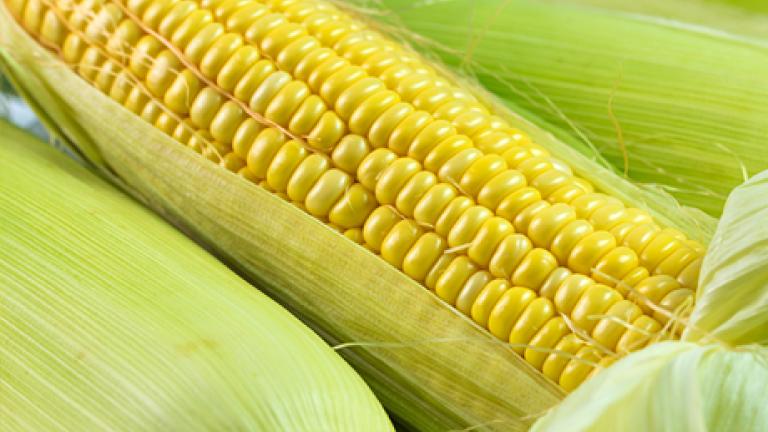 Corn