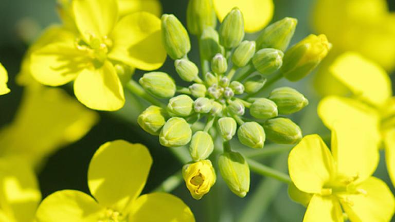Oilseed rape, raps