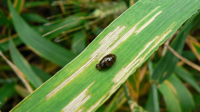 Harilik viljakukk, vastne ja kahjustus. Foto: Syngenta