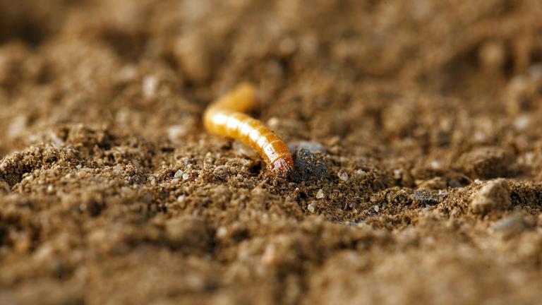 Naksurlase vastne. Foto: Syngenta