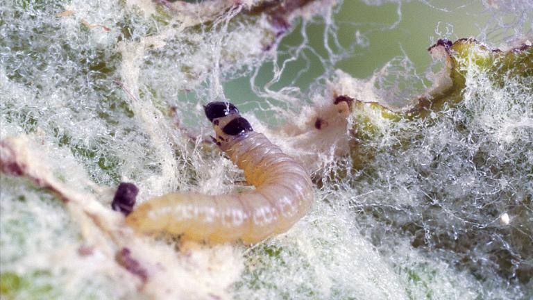 Õunamähkuri röövik. Foto: Syngenta