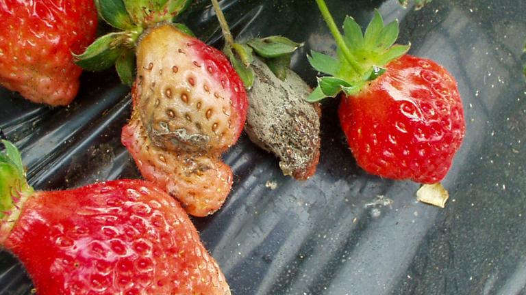 Maasika hahkhallitus. Foto: Syngenta