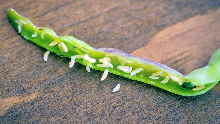 Kõdrasääse vastsed rapsi kõdras. Foto: Jaanika Kozlova