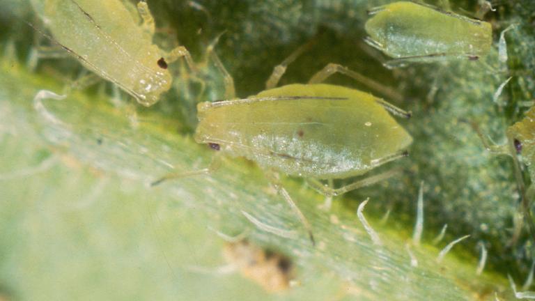 Virsiku-lehetäid. Foto: Syngenta