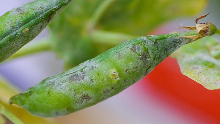 Herne haigused, pea diseases