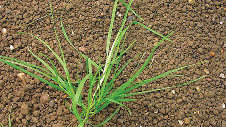 Weeds, umbrohud