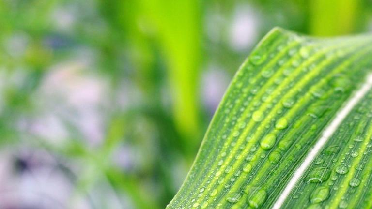 Corn, syngenta biologicals