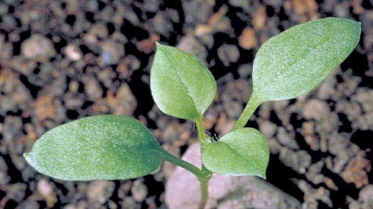 Vesihein