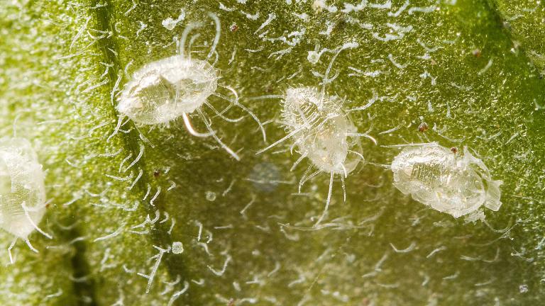 Kasvuhoonekarilane, pupaariumid. Foto: Syngenta