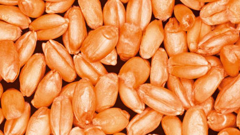 Treated seeds