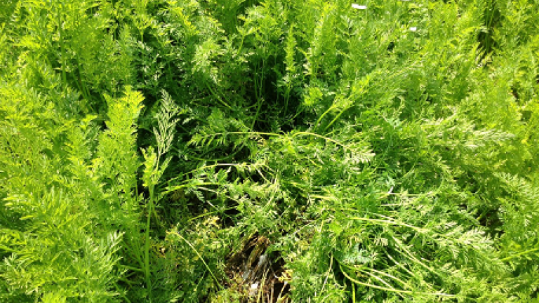 Porgani valgemadanik