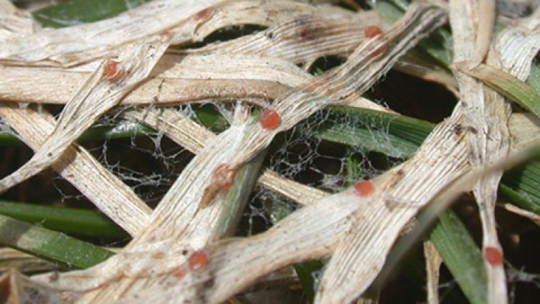 Typhula Syngenta teaser image