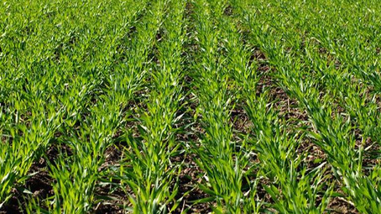 Moddus spring plants barley field