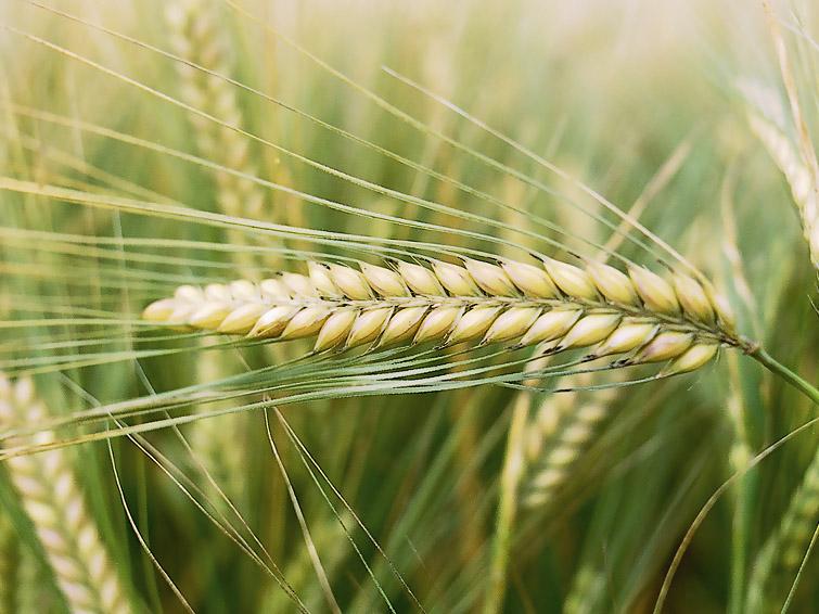 Malting barley